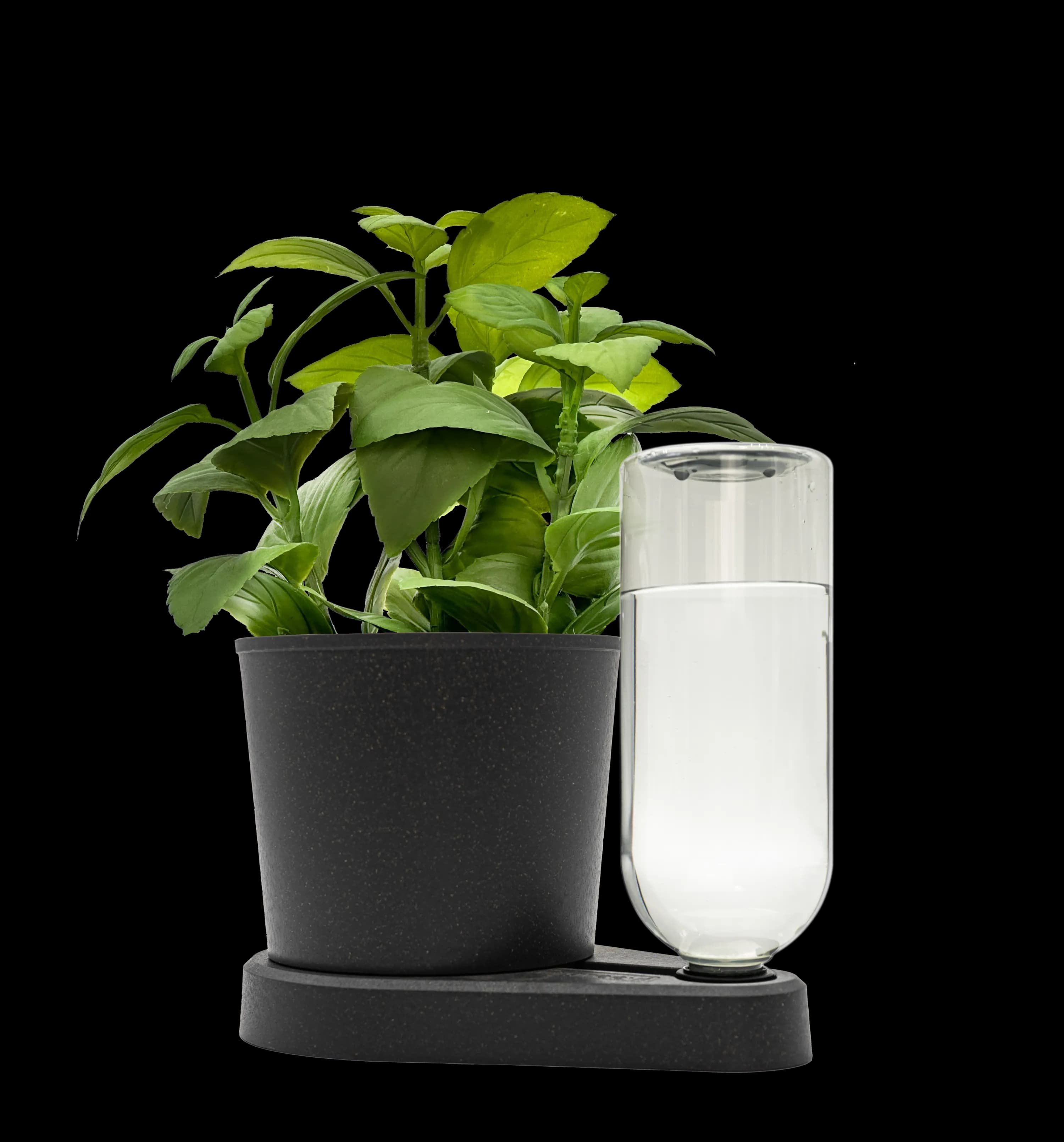 Kräuterheld Variante